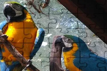 Araras no Parque das Aves jigsaw puzzle