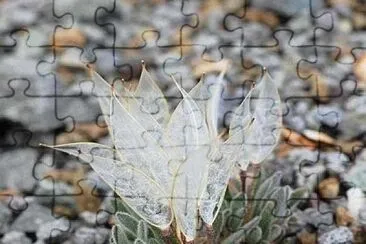 imagem jigsaw puzzle