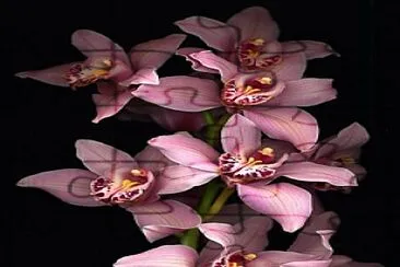 OrquÃ­dea jigsaw puzzle