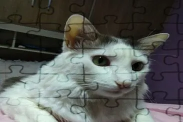 gato snowbell jigsaw puzzle