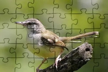 Prinia familiaris