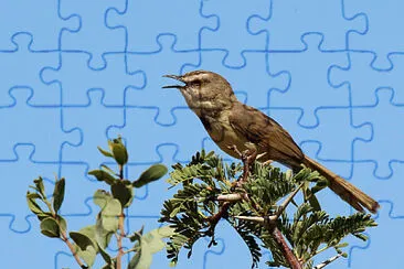 Prinia flavicans jigsaw puzzle