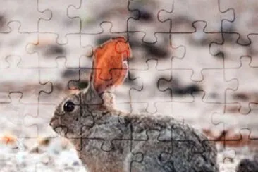 Sylvilagus mansuetus jigsaw puzzle