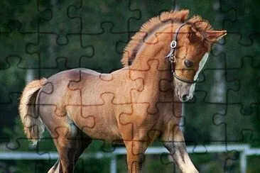 colt jigsaw puzzle