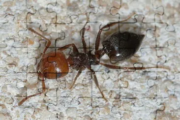 Crematogaster scutellaris jigsaw puzzle