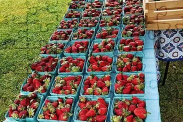 Strawberries jigsaw puzzle