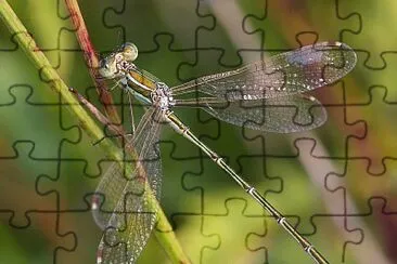 פאזל של Lestes sbarbarus