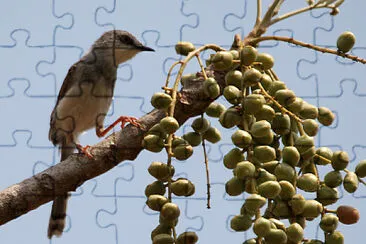 פאזל של Prinia hodgsonii