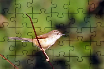 Prinia inornata jigsaw puzzle