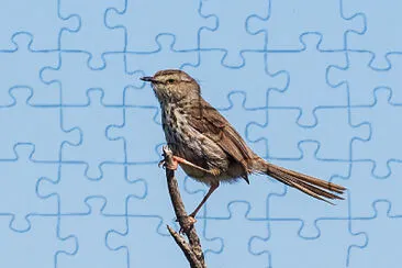 Prinia maculosa jigsaw puzzle