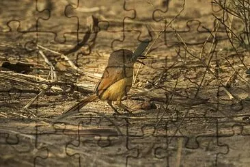 Prinia red winged