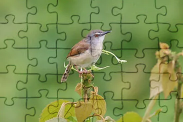 Prinia rufescens