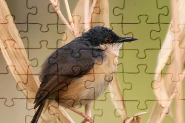 Prinia socialis jigsaw puzzle