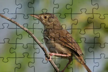 Prinia sylvatica jigsaw puzzle