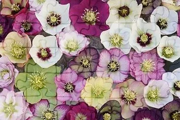 flower jigsaw puzzle