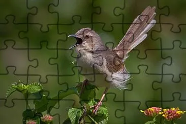 Prinia della jungle