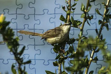 פאזל של Prinia della somalia