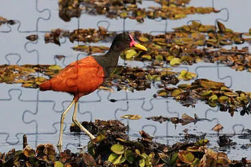 פאזל של Jacana jacana