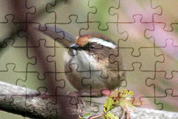 Fulvetta caporuggine jigsaw puzzle