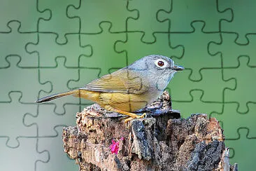 Fulvetta guancegrigie jigsaw puzzle