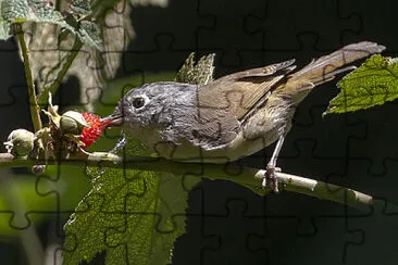 Fulvetta del nepal jigsaw puzzle