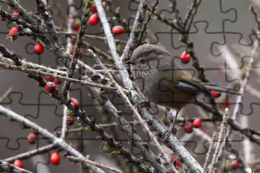 Fulvetta di manipur