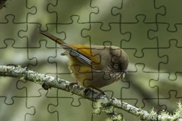 Fulvetta di taiwan jigsaw puzzle