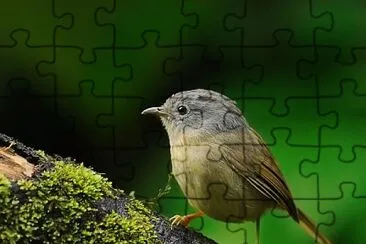 Fulvetta yunnan jigsaw puzzle