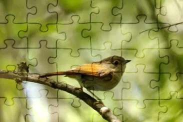 Fulvetta javan jigsaw puzzle