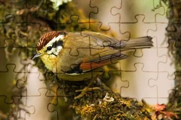 Fulvetta dalle ali rufous jigsaw puzzle