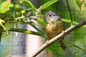 Fulvetta dalla golagialla jigsaw puzzle