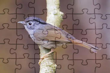 Fulvetta di montagna jigsaw puzzle