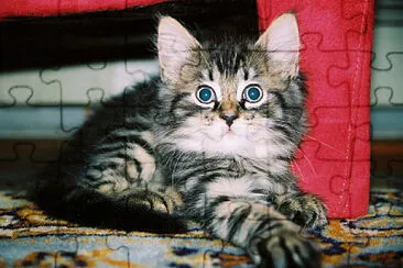 Maine Coon Kitten