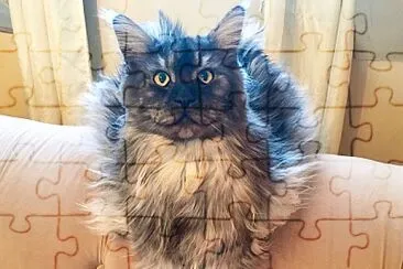 פאזל של Jacks Bear the Maine Coon