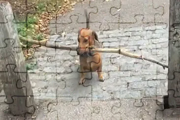 Big Stick Dachshund jigsaw puzzle