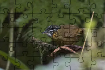 Stachyris nigriceps jigsaw puzzle