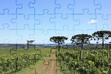 Plantação de Uvas jigsaw puzzle