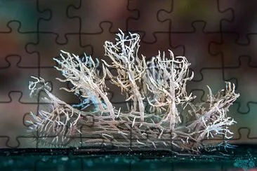 Melibe colemani jigsaw puzzle