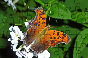 Polygonia interrogationis jigsaw puzzle