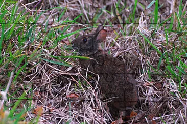 פאזל של Sylvilagus palustris