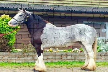 gran percheron jigsaw puzzle