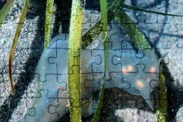 Melibe leonina jigsaw puzzle