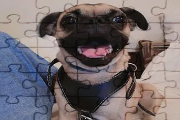 פאזל של pug