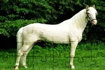 blanco albino jigsaw puzzle