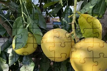 Fruit jigsaw puzzle