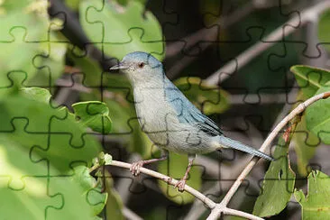 Conibecco bicolore jigsaw puzzle