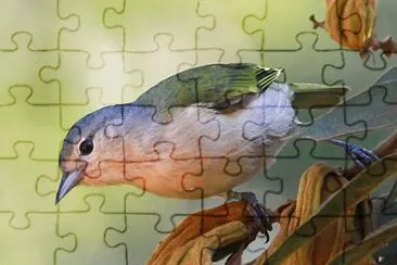 Conibecco culcastano jigsaw puzzle