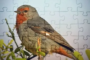 Conibecco del tamurago jigsaw puzzle