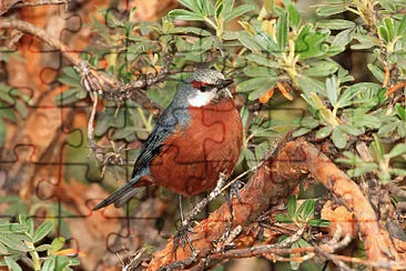 פאזל של Conibecco gigante