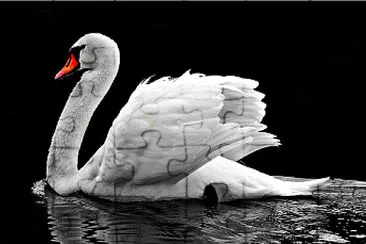 Cisne blanco